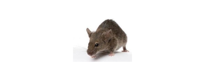 RODENTICIDES